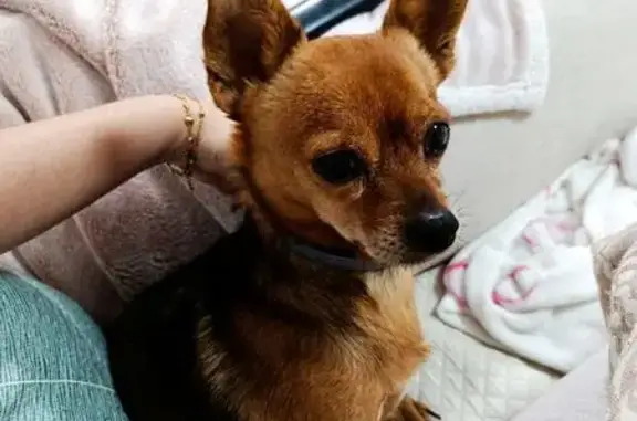 Perdido perro macho, Hipercor, Granada - photo