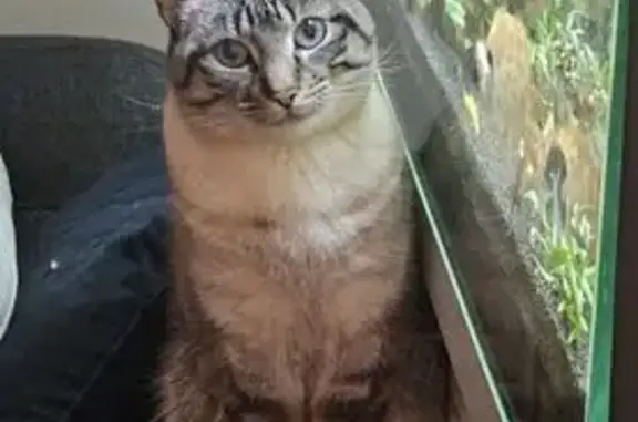 Animaux perdus Paris, photo: Chat perdu, Rue Georges Bizet, Brest - mâle de 2 ans