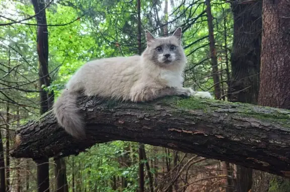 Animaux perdus Lyon, photo: Chat perdu, La Table, Lyon - gris et blanc à longs poils