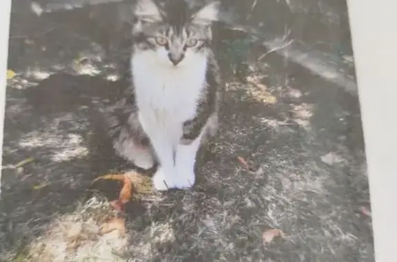 Animaux perdus La Rochelle, photo: Chat perdu, Rue des Sauniers, 20, La Rochelle - femelle grise et blanche
