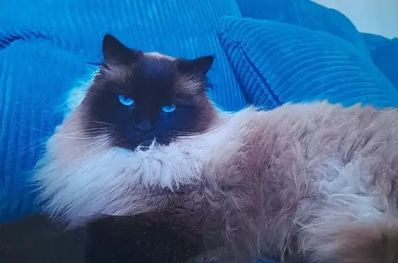 Chat perdu, Rue du Grouzeau, Verdun - Chester, poils longs crème et marron - photo
