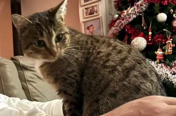 Animaux perdus Paris, photo: Chat perdu, Faremoutiers, Île-de-France - femelle tigrée
