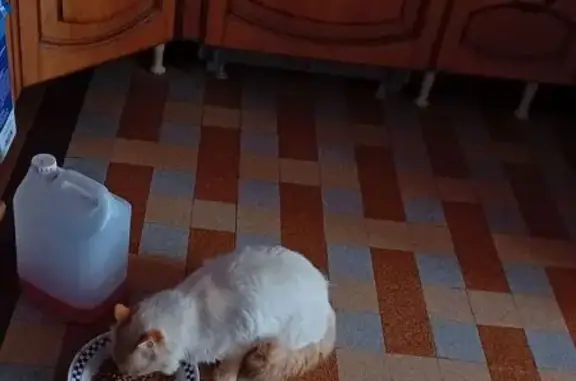 Animaux trouvés Strasbourg, photo: Chat trouvé, Boves, Hauts-de-France - blanc avec queue et oreilles roux clair
