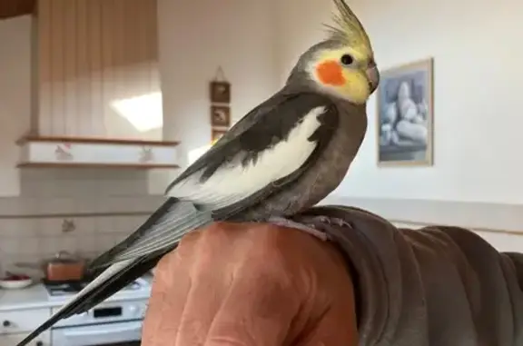 Animaux trouvés Rennes, photo: Oiseau trouvé, Trémuson, Rennes