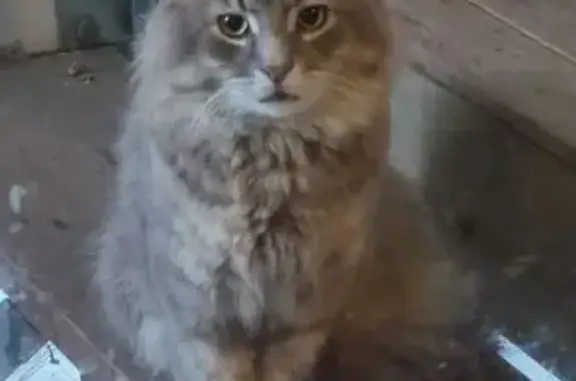 Found cat, Emperor Street, Bri...