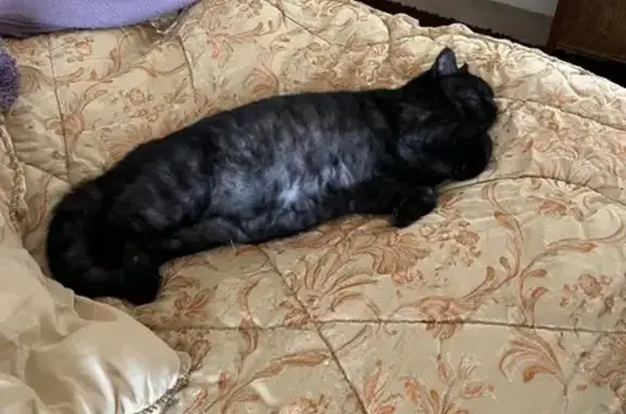 Lost male cat, Blue Bell Lane, Gwersyllt - British shorthair - photo