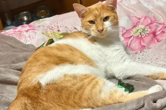 Рижий з білим, великий кіт, має довгий ніс