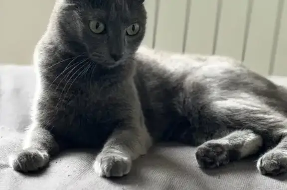 Chat perdu, Troguéry, La Roche-Derrien - petite femelle grise - photo