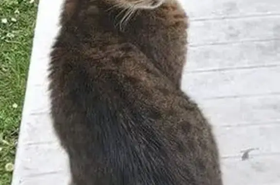 Chat perdu, Tours, photo: Chat perdu, Rue Albert Camus, Joué-lès-Tours - femelle, 15 ans