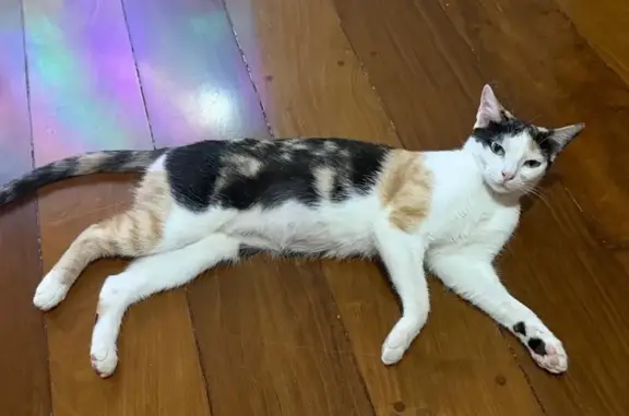Gato desaparecido Fêmea (brl00...