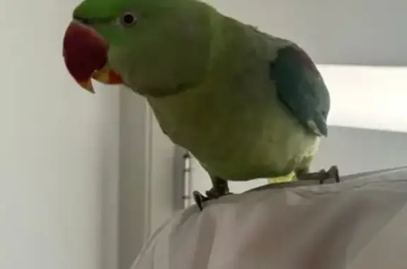 Lost bird, Prince Edward Avenu...
