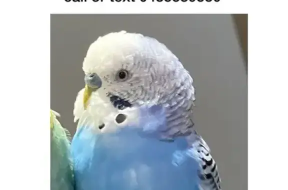 Lost pets Adelaide, photo: Lost male bird, Clarke Street, Norwood Payneham and St Peters, Adelaide