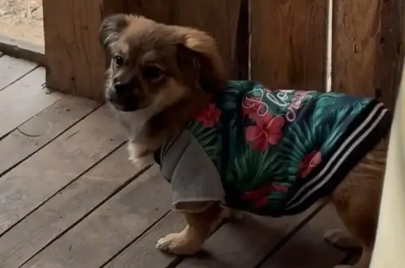 Зникла собака, вулиця Тараса Шевченка, 376а, Львів - маленька в зеленій курточці - photo