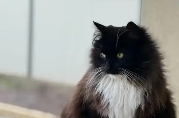 Missing cat Dandenong, photo: Lost cat, Hosken Street, 5-12, Melbourne - white, brown, and black mixed-color