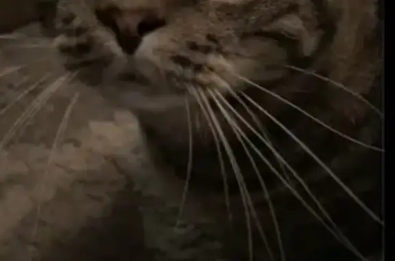 Lost male cat, North 69th Street, 1706, Wauwatosa - photo