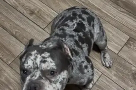 Lost dog, Blue Island, Chicago - grey with dark gray spots - photo