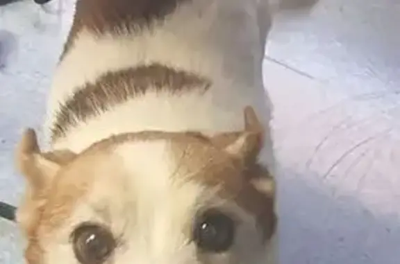 Missing dog Brisbane, photo: Lost dog, Lockyer Valley, Brisbane - small jack Russell, very friendly