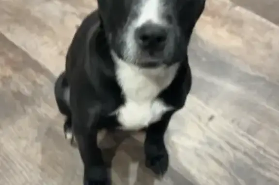 Lost dog, South Homan Avenue, Chicago - female German shepherd mix - photo