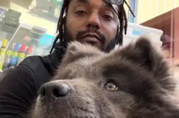 Lost dog, Andrews Avenue, 404, Dallas - female, grayish black - photo