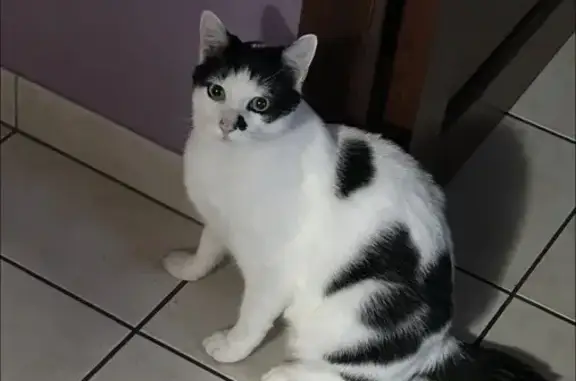 Animaux perdus Paris, photo: Chat perdu, Rue Lamartine, 8, Feurs - Yuki, blanc et noir