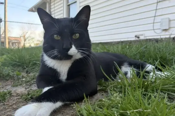 Lost cat, East Washington Avenue, Des Moines - black and white, big boy - photo