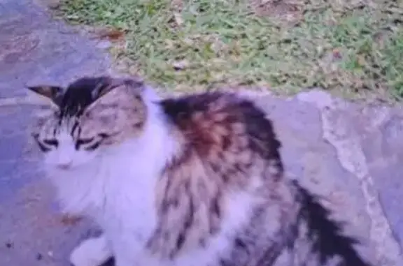 Animaux perdus Sainte-Maxime, photo: Chat perdu, Chemin de la Vierge Noire, Sainte-Maxime - blanc et gris à poils longs