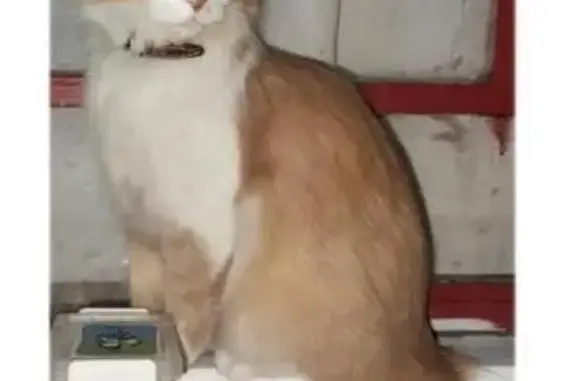 Gato perdido Hembra, Morelia (...