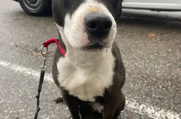 Animaux trouvés Châteaubourg, photo: Chien trouvé, Grand Rue, Châteaubourg - femelle noire et blanche