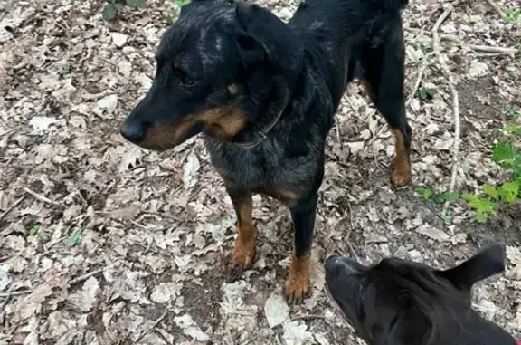 Animaux trouvés Appoigny, photo: Chien trouvé, Appoigny - Beauceron avec collier cuir marron