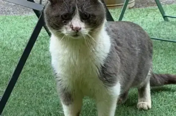 Animaux trouvés Périers, photo: Chat trouvé, Route du Moulin, Marchésieux - mâle entier et blessé