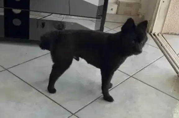 Animaux perdus Montpellier, photo: Chien perdu, Rue de la Jalade, Montpellier - Spitz nain noir