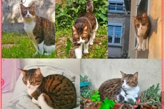 Animaux perdus Coulommiers, photo: Chat perdu, Place Abel Leblanc, Coulommiers - tigré et blanc