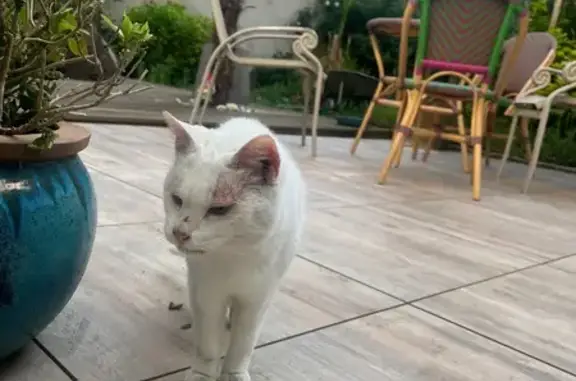 Animaux trouvés Paris, photo: Chat trouvé, Enclos des Bénédictins, Bourges - petit et blanc