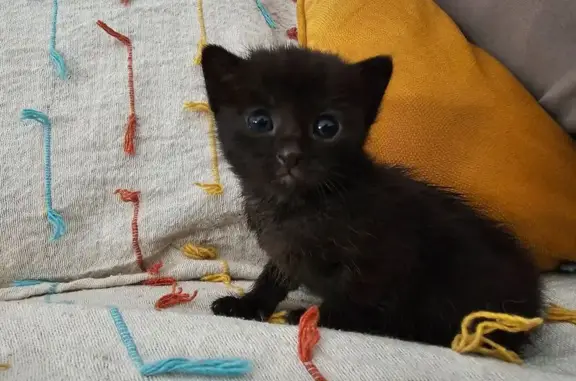 Encontrado gato hembra, Avenida de Santa Pola, 6, Elche - photo