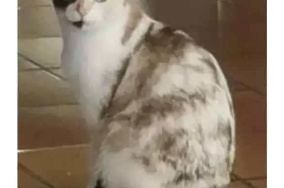 Animaux perdus Le Perreux-sur-Marne, photo: Chat perdu, Rue du Bouzanquet, Lunel - femelle, pelage blanc, beige et gris foncé