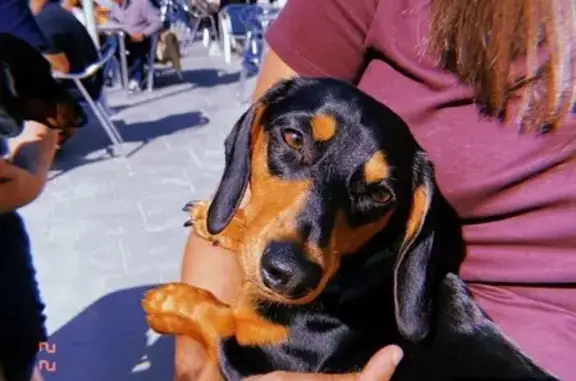 Perdido perro, Carrer de la Pagesia, 37, Mataró - teckel negro con patas marrones - photo