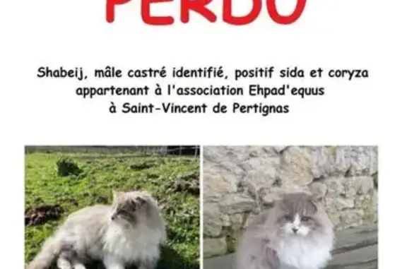 Chat perdu, Saint-Vincent-de-Pertignas, Paris - photo