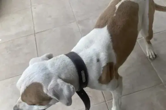 Perro encontrado Hembra, La Ri...