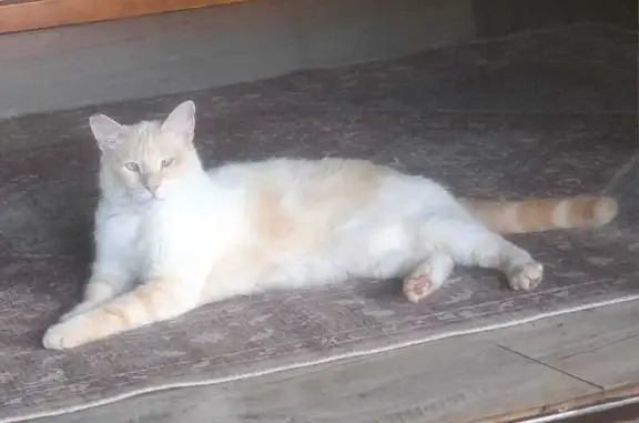 Missing cat Male, Randburg (zl002538) - photo