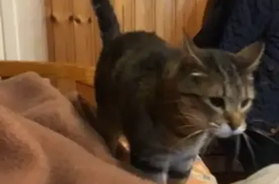 Perdido gato, Calle Villabáñez, 101, Torrelavega - necesita medicación - photo