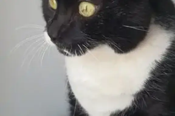 Animaux perdus Lyon, photo: Chat perdu, Rouperroux-le-Coquet, Pays de la Loire - noir et blanc, miaulement aigu