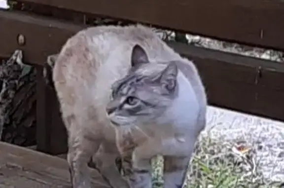 Animaux perdus Perpignan, photo: Chat perdu, Rue Henri Fantin-Latour, Perpignan - siamois Lynx Point