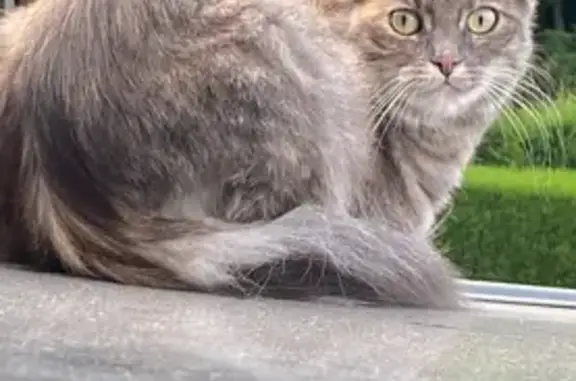 Animaux perdus Moncé-en-Belin, photo: Chat perdu, Chemin des Evards, Moncé-en-Belin - poils mi long