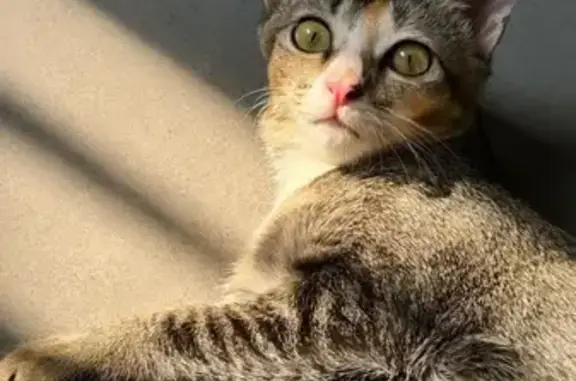 Lost cat, Choa Chu Kang Avenue 2, 20, Choa Chu Kang - female with pink collar - photo