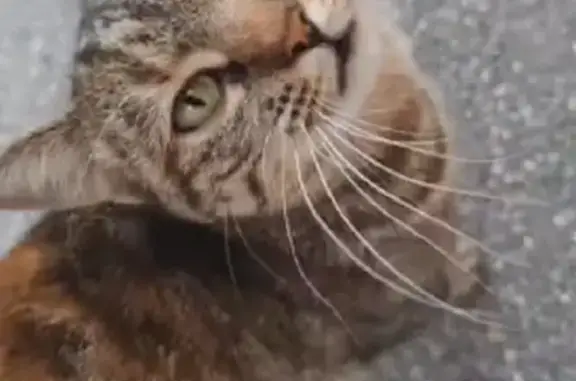 Chat perdu, Rue des Hêtres, Villebon-sur-Yvette - tigré et écaille de tortue - photo