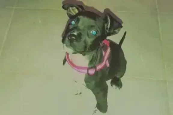 Animaux perdus Celles-sur-Belle, photo: Chien perdu, Rue Émile Verdon, Celles-sur-Belle - femelle toute noire