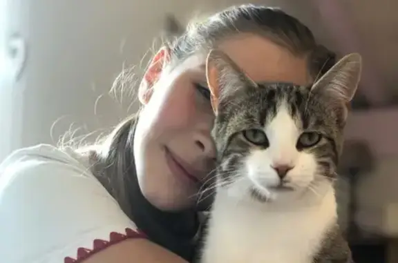 Animaux perdus Niderviller, photo: Chat perdu, Saint-Nabord, Grand Est - jeune mâle de 7 mois