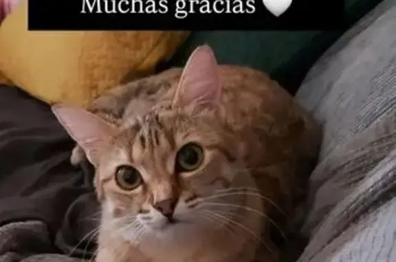 Animales perdidos Priego de Cordoba, foto: Perdido gato, Calle del Parador, Carcabuey, Priego de Cordoba - hembra con rasgos de lince