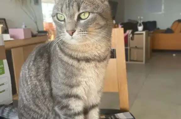 Animaux perdus Salses-le-Château, photo: Chat perdu femelle, Route de Saint-Laurent, Le Barcarès - grise avec collier bleu ciel