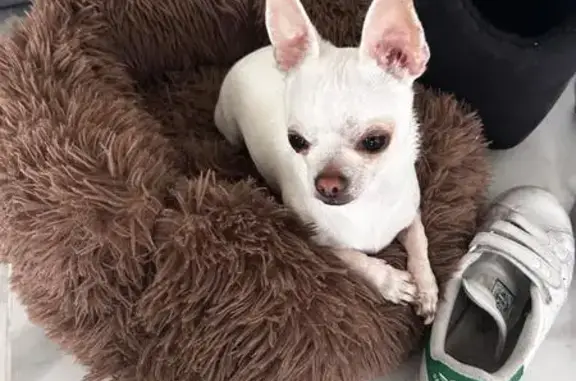 Animaux perdus Strasbourg, photo: Chien perdu, Avenue Guynemer, 19, Saint-Estève - chiwawa mâle blanc